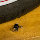 Slime High Performance Tubeless Tire Valves, Silver, 20128