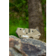 Smiths PP1-Mini Tactical Sharpener, Desert Tan, SP-50983
