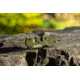 Smiths PP1-Mini Tactical Sharpener, OD Green, SP-50984