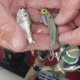 SteelShad Mini, 2 Pack, 1/4 Oz, Sexy Shad, SSL-10077