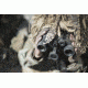 DEMO, Steiner M1050 LRF 10x50mm Porro Prism Military Binoculars, NBR Long Life Rubber Armoring, Black, 2682