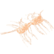Strike King Sexy Bug Softbait, 6 pack, 2in, White Sauce, 12-36350