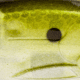 Strike King Bitsy Glide Hard Bait