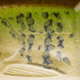 Strike King Bitsy Glide Hard Bait