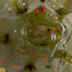 Strike King Mag Tumbleweed Floating Soft Bait