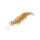 Strike King Tidal Shrimp Swimbait, Dishwater Glitter, 2.75in, TSB275-553