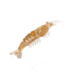 Strike King Tidal Shrimp Swimbait, Dishwater Glitter, 2.75in, TSB275-553