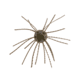 Strike King Tumbleweed Floating Softbait, 4 pack, 3in, Blue Craw, 12-36249