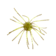 Strike King Tumbleweed Floating Softbait, 4 pack, 3in, Summer Craw, 12-36245