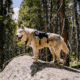 Ultimate Direction Dog Vests - Unisex, Black, Small, 80479723ONX-SM