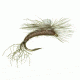 Umpqua Sprout Callibaetis 12