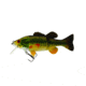 Westin Barry the Bass Jointed Hybrid Swimbait, 5-7/8in 2oz, Slow Sinking Largemouth Bass, P057-131-023