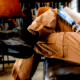 White Duck Cargo Stretch Jogger Pants - Mens, Caramel, Large, WD-JPC-CA-03