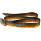 Wingo Outdoors Basecamp Belt - RepYourWater, Brown Trout, One Size Fits Most, W-BAS-504-OS