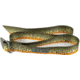 Wingo Outdoors Basecamp Belt - RepYourWater, Tiger Trout, One Size Fits Most, W-BAS-512-OS