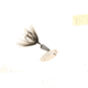 Wordens Vibric Rooster Tail Dressed Spinner, 1/8 oz, Black, 454-BL