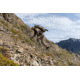 Zamberlan 980 Wasatch GTX RR Hiking Shoes - Men's, Brown, 10.5 WIDE, 0981ZBRM-W-45-10.5