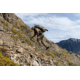 Zamberlan 980 Wasatch GTX RR Hiking Shoes - Men's, Brown, 10.5 WIDE, 0981ZBRM-W-45-10.5