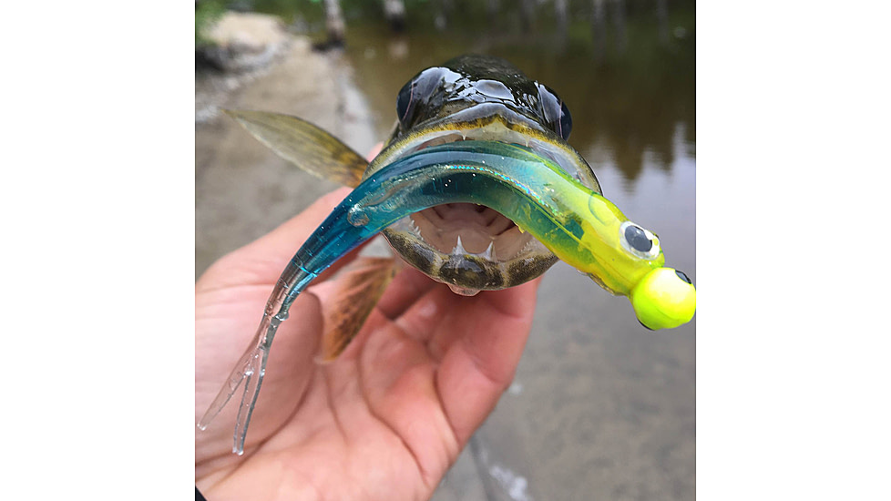 Lunkerhunt Bento Bait Shad, 5, 4.5in, Sassy Shad, LHPB405