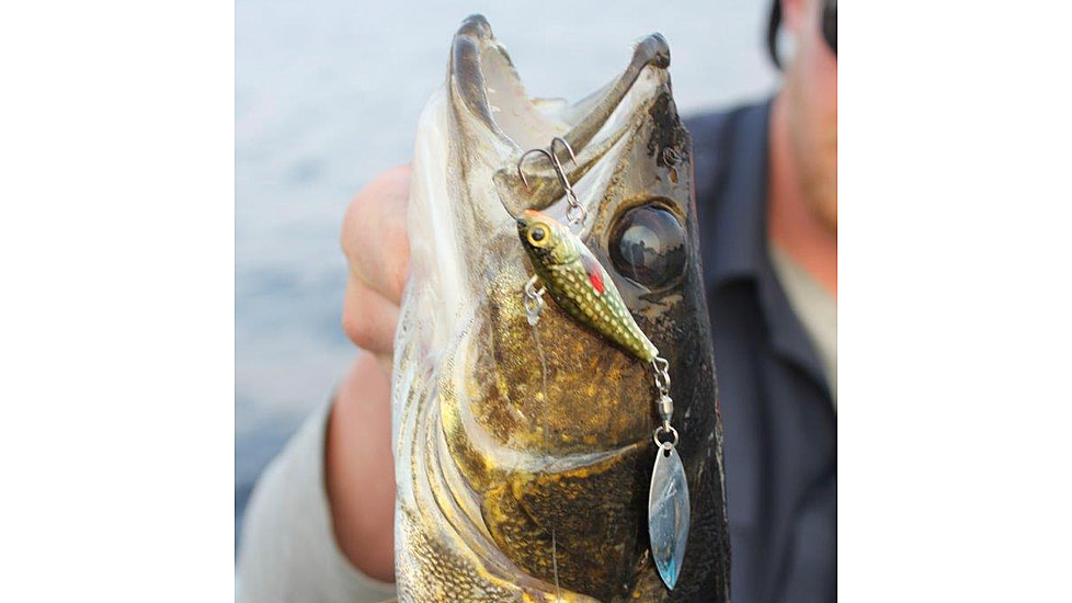 Lunkerhunt Hatch Spin Bait, Jack, 2in &amp; 1 oz, HASP11