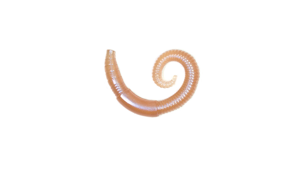 Lunkerhunt River Worm Worm, 8, 2in, Dew Worm, LHPFRW01