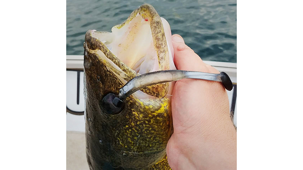 Lunkerhunt Swim Bento Bait, Dace, 4.5in, LHP BS 401