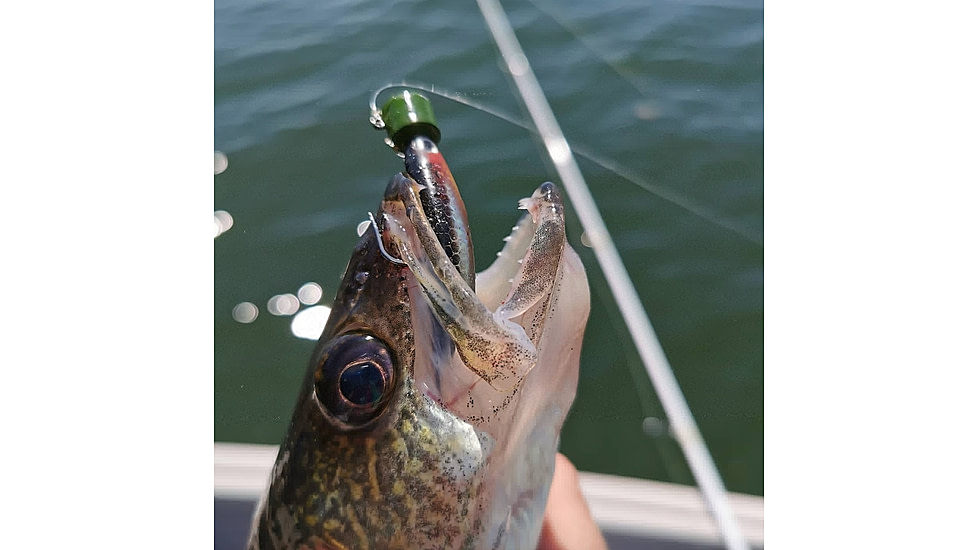 Lunkerhunt Swim Bento Bait, Parrot, 4.5in, LHP BS 403