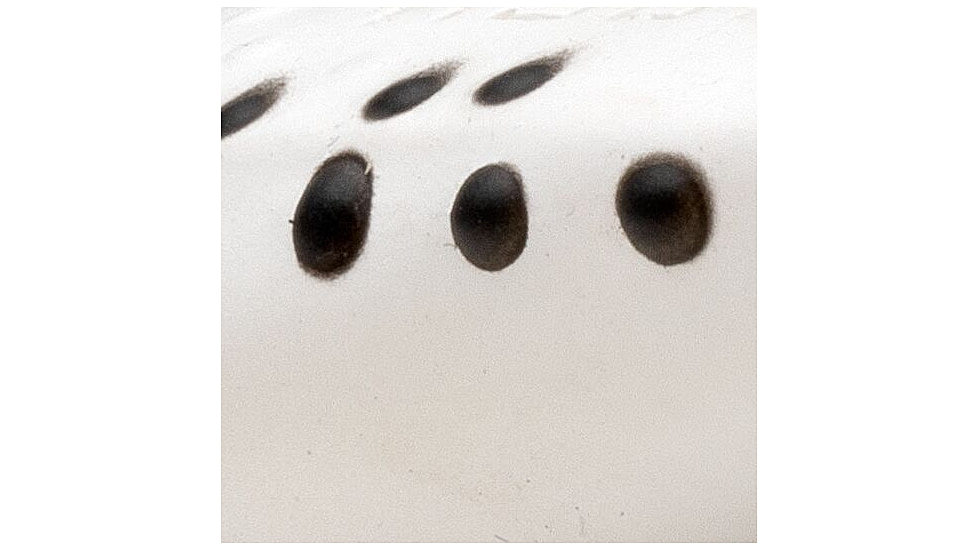 MACH MACH Frog Swimbait, White, MHPKF-204