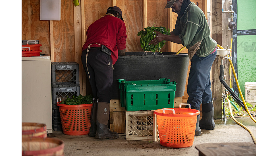 Muck Boots Chore Classic Tall Xpress Cool Boot - Mens, Bark, 15, CHHC-900-BRN-150