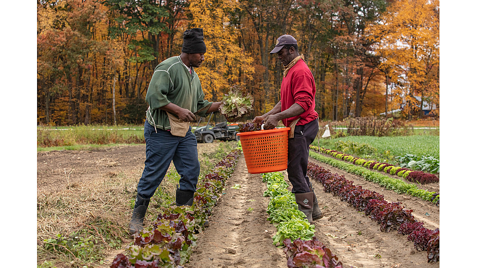 Muck Boots Chore Classic Tall Xpress Cool Boot - Mens, Bark, 15, CHHC-900-BRN-150