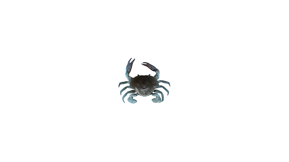 Savage Gear 3D TPE Crab Soft Bait, Pack of 1, 1in, Blue Crab, 1587137