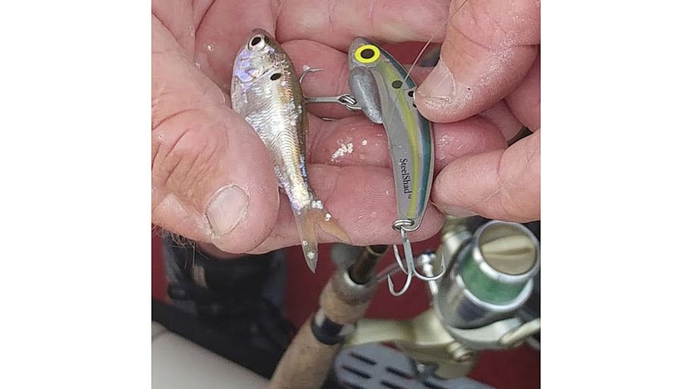 SteelShad Mini, 2 Pack, 1/4 Oz, Sexy Shad, SSL-10077