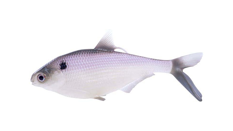 Rapala BAMF Shad Wedge Tail Swimbaits, 1, 5 - 8in, Purple Shad, CB-BAMFW8-7