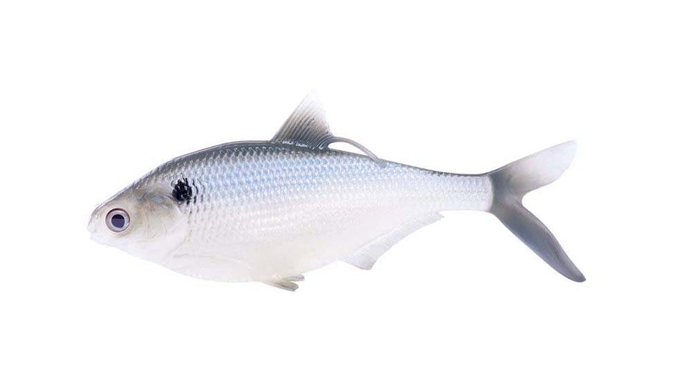 Rapala BAMF Shad Wedge Tail Swimbaits, 1, 5 - 8in, Silver Shad, CB-BAMFW8-6