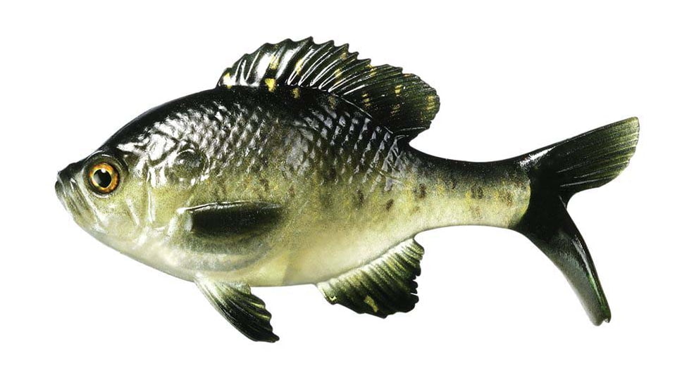 Rapala The Gill Boot Tail Swimbaits, 7, 5.25in, Rusty Bream, CB-Gill5.25-11