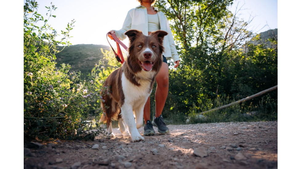 Cotopaxi Del Dia Dog Collar