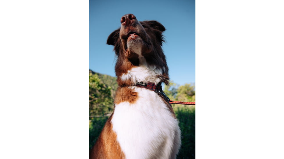 Cotopaxi Del Dia Dog Collar