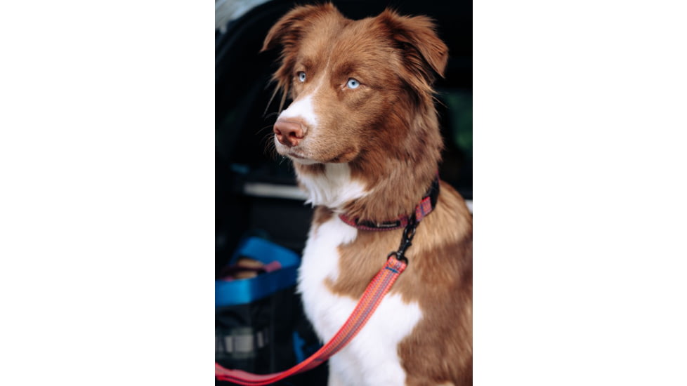 Cotopaxi Del Dia Dog Collar