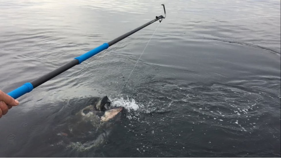 Cuda 8ft Shaft with 4in Hook Carbon Fiber Gaff, Blue/Black, 18139