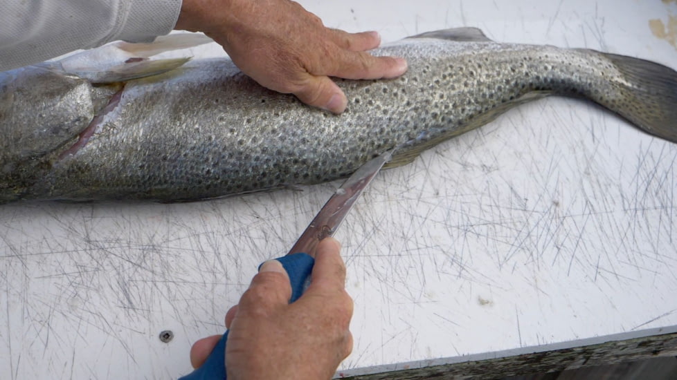 Cuda AquaTuff Curved Boning Knife with Blade Cover, Blue, 6in, 23049