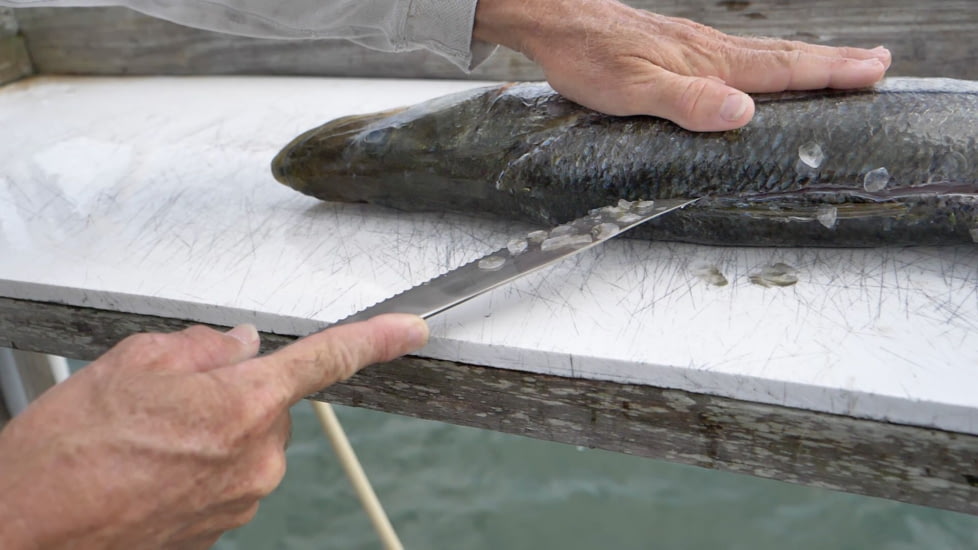 Cuda AquaTuff Serrated Utility Knife with Blade Cover, Blue, 9in, 23048