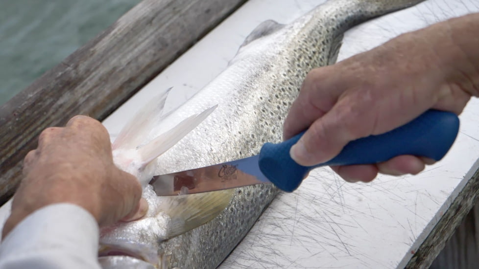 Cuda AquaTuff Wide Fillet Knife with Blade Cover, Blue, 7in, 23046