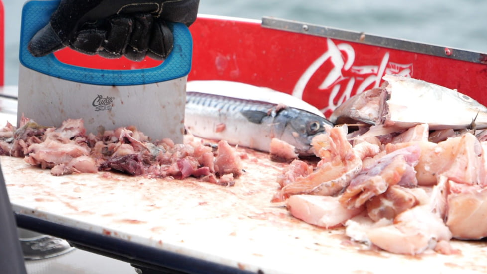 Cuda Cut &amp; Scrape-chops bait &amp; scrapes cb cln 18398