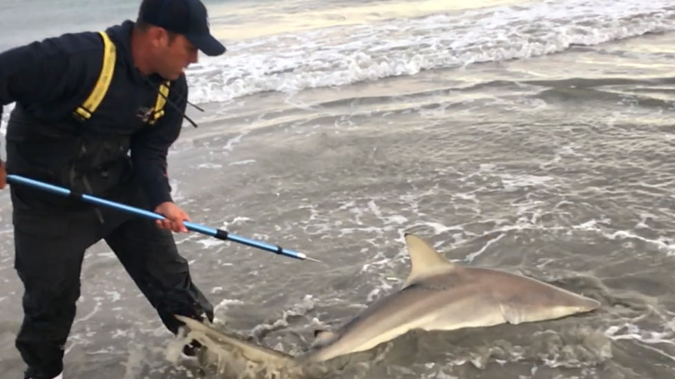 Cuda Tag Stick with clam, tag spike 18849