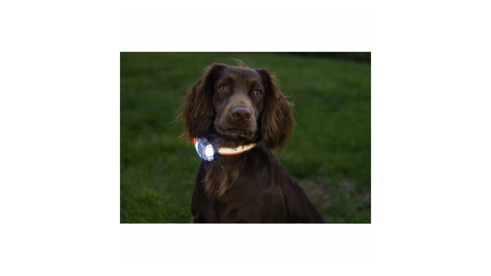 DT Systems S.P.O.T. Rechargeable 42 Lumen LED Lighted Obedience Trainer, Orange, S.P.O.T.
