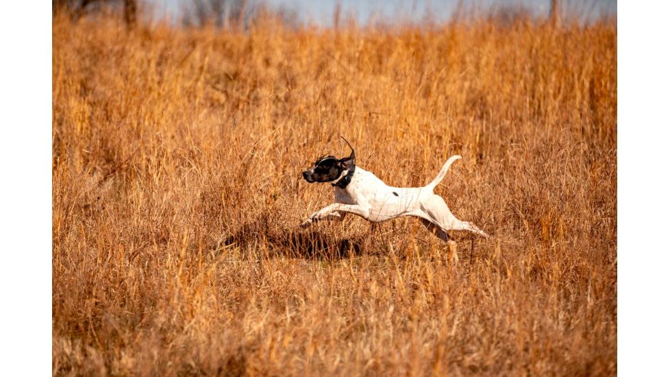 Garmin Alpha TT 25 Dog Collar, LED, 010-02447-20