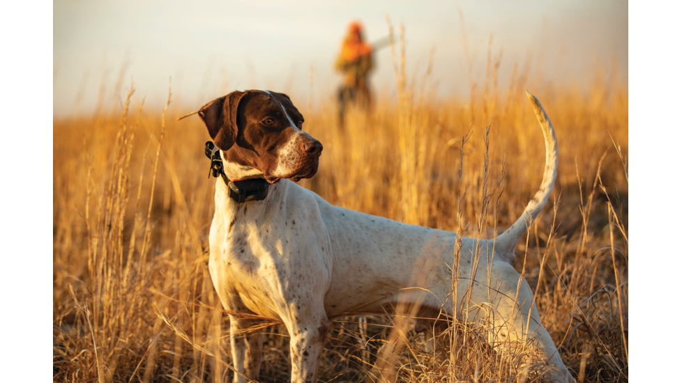 Garmin Alpha TT 25 Dog Collar, LED, 010-02447-20