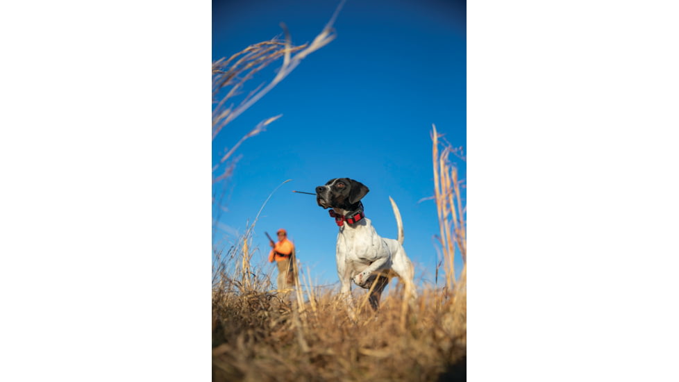 Garmin Alpha TT 25 Dog Collar, LED, 010-02447-20