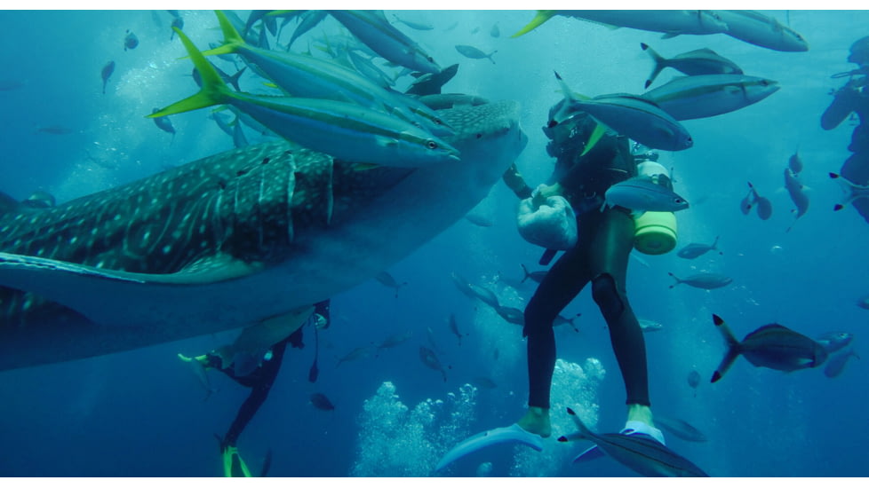 GoPro Super Suit for HERO7/HERO6/HERO5, Clear, AADIV-001