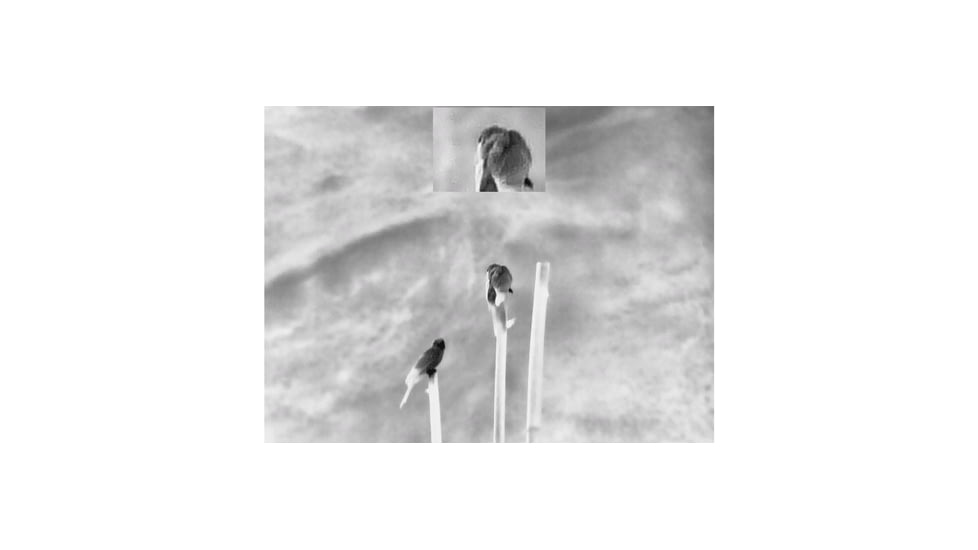 Guide Sensmart TN series LRF TN450 3.2-12.8x50mm Thermal Binocular, 400x300, Black, TN450LRF